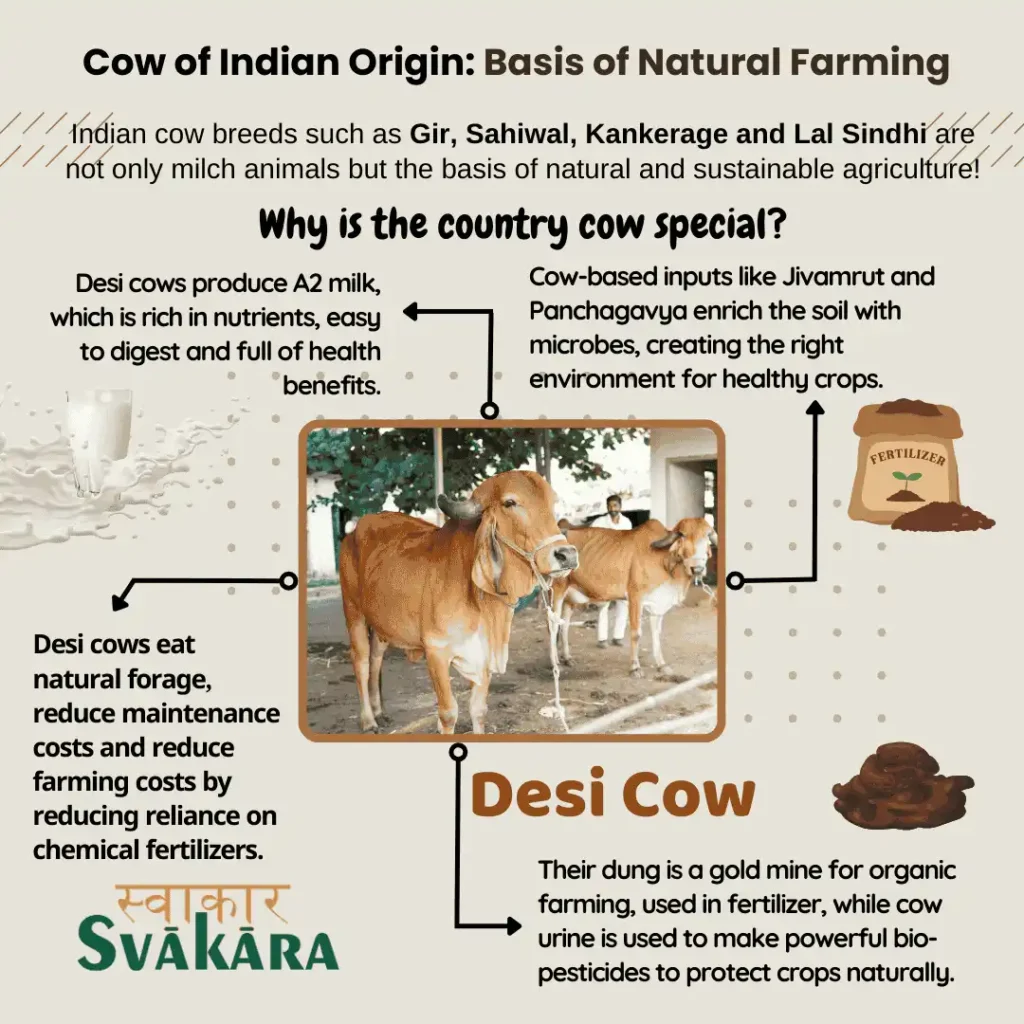 Indian Native Cow